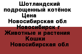 Шотландский подрощенный котёнок › Цена ­ 2 500 - Новосибирская обл., Новосибирск г. Животные и растения » Кошки   . Новосибирская обл.